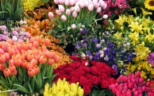 Dicas de Flores para o Dia das Mães