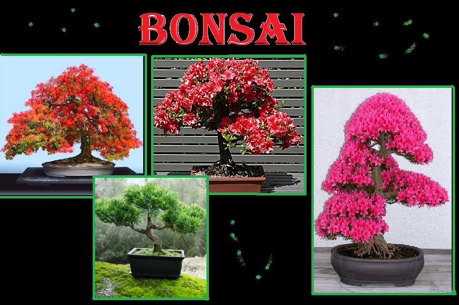 Bonsai – Dicas de como Cuidar do Bonsai