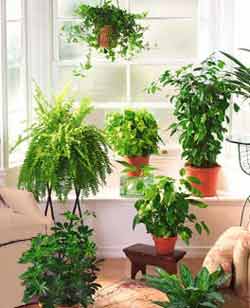 Plantas Para Enfeitar Sua Casa