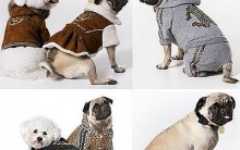 Faça Roupas Caseiras Para Cachorro