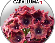 Caralluma Fimbriata Emagrecedor – Caralluma Actives Emagrece Mesmo?