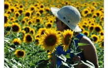 Acabar Com A Insônia Com Flores – Modelos