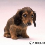 Animal Maltratado No Pet Shop – Como Saber