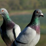 Dedetização-e-Limpeza de Pombos.