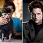 Gato Robert Cattinson Gato Robert Cattinson