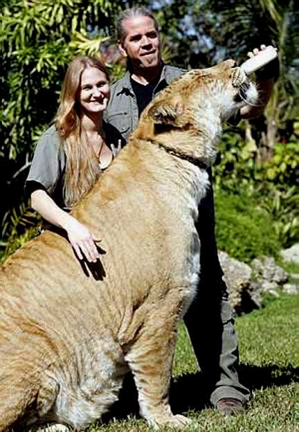 O Maior Leão Do Mundo – Ligre