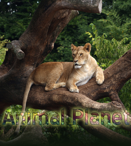 TV Planet Animal ao Vivo- Assistir Planet Animal Online