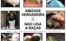 Arca Brasil Proteção de Animais