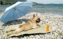 Dicas de Cuidados com os Animais no Verão