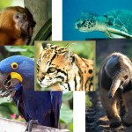 Animais Em Extinção No Brasil