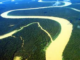 Floresta Amazônica Um lugar Constituido De Plantas.