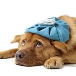 Gripe Canina – Sintomas E Prevenção