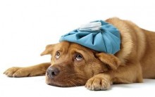 Gripe Canina – Sintomas E Prevenção