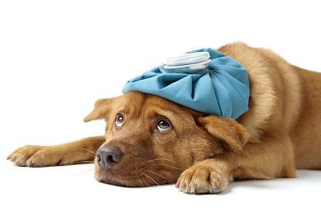Gripe Canina – Sintomas E Prevenção