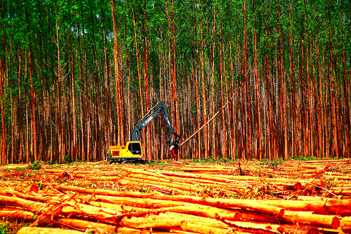 Os Locais Que Estão Com Mas Riscos De Desmatamentos No Brasil
