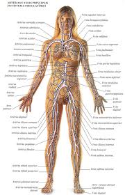 Estudo Sobre O Corpo Humano