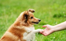 Adestramento de Animais – Melhores Lugares Para Adestrar