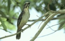 Canto do Trinca Ferro- Vídeos