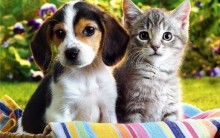 Clínica Veterinária Grátis – Informações