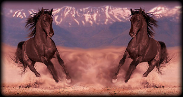 Cavalo Árabe- Fotos