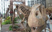 Exposição de Dinossauros no Shopping Morumbi