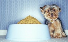 Vida Animal – Alimentação Para Cães
