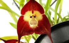 Orquídea Rara com Cara de Macaco Drácula Símia   – Fotos