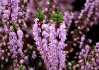 Flores Resistentes ao Clima Seco – Plantas Certas Para Clima Quente