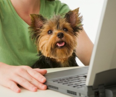 Loja de Pet Shop Online – Informações, Produtos, Preços