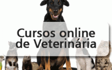 Cursos para Área de Veterinário Online – Qual o Preço, Como Participar, Quais os Cursos Oferecidos