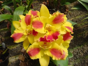 Como Cuidar de Orquídeas – Dicas, Informações  (1)