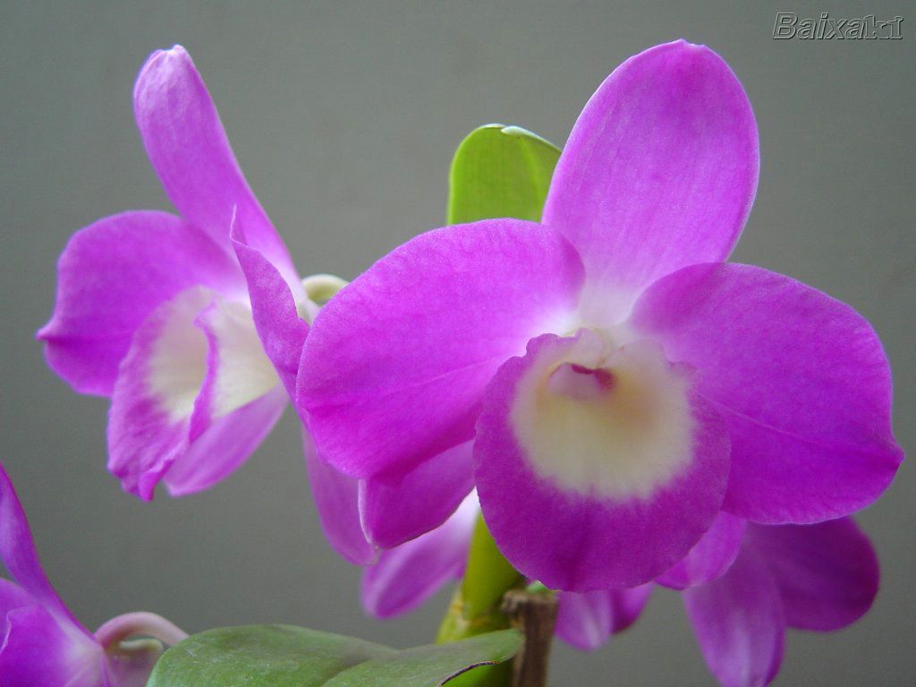 Como Cuidar de Orquídeas – Dicas, Informações