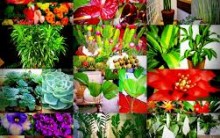 Plantas para Ambiente Fechados – Dicas e Modelos