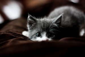 Doenças Transmitidas Pelo Gato – Quais São, Causa, Sintomas (1)