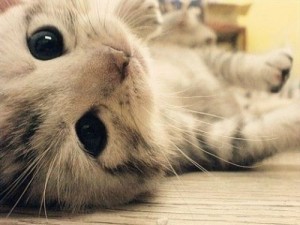 Doenças Transmitidas Pelo Gato – Quais São, Causa, Sintomas (2)