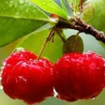 Acerola Fruta que Previne Resfriados – Quais os Benefícios acerola