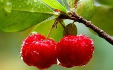 Acerola Fruta que Previne Resfriados – Quais os Benefícios