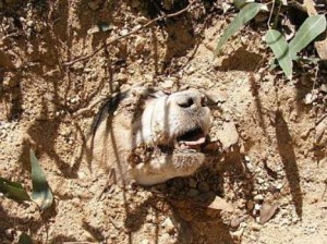 cachorro enterrado vivo