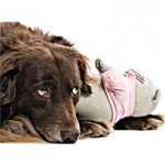 Gravidez Psicológica em Cachorros – Quais os Sintomas e Como Evitar cadela doente