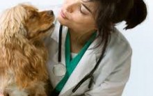 Clínicas Veterinárias Gratuitas em SP – Ver Endereços  e Telefones