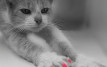 Esmaltes Para Cães e Gatos – Fotos, Onde Comprar