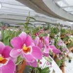 Como Montar e Decorar Um Orquidário Em Casa – Ver Dicas e Vídeos images