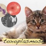 Toxoplasmose – Causas, Quais os Sintomas e Qual o Tratamento images