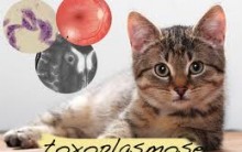 Toxoplasmose – Causas, Quais os Sintomas e Qual o Tratamento