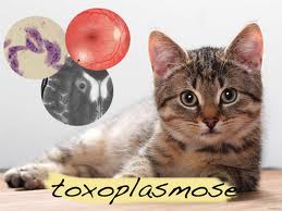 Toxoplasmose – Causas, Quais os Sintomas e Qual o Tratamento