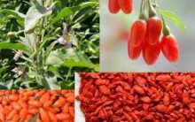 Fruta Goji Berry – Quais os Benefícios Que Ela Traz a Saúde