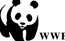 Bolsas de Estudos na WWF Para 2024 – Como Fazer as Inscrições Para Processo Seletivo
