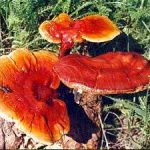 Chá do Cogumelo Reishi Aumenta Longevidade – Receita e Benefícios cogumelo-reishi